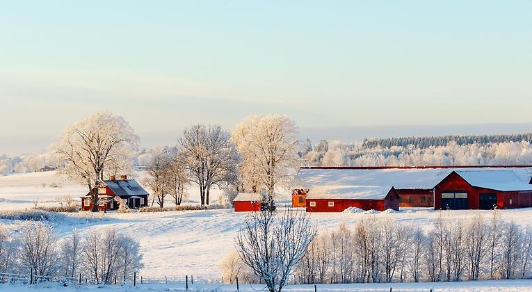 Bondgård i vinterlandskap. Rödmålade hus och blå himmel, solen skiner. 