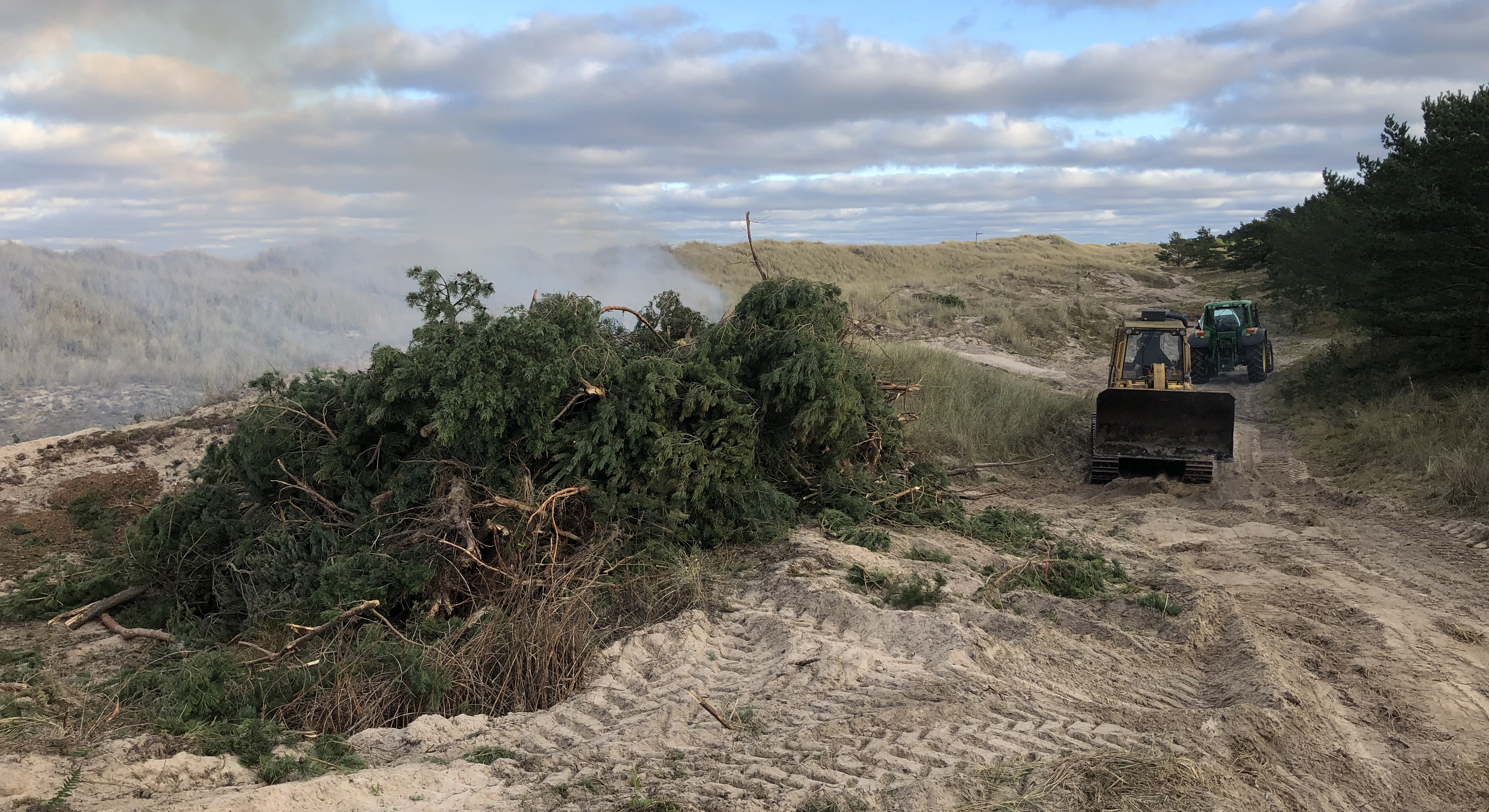 Gräsbeklädda stranddyner. En stor hög med tallris ligger till vänster i bild och det ryker från högen. Till höger i bild kör två traktorer.