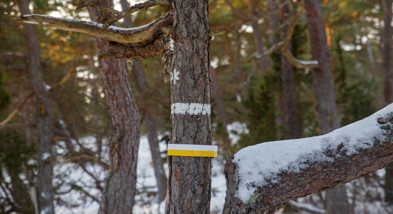 Trädstam med grövre gren och snötäcke. Trädet är markerat med naturreservatsmarkering och ledmarkering för vandringsled.