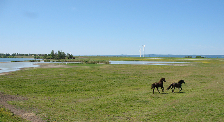 Springande hästar på en betesmark med fågelkärret i bakgrunden. Marken är väldigt flack.