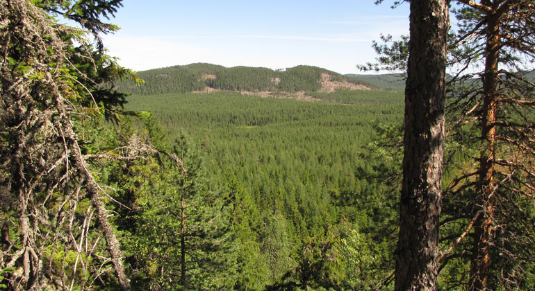 Utsikt över skogar