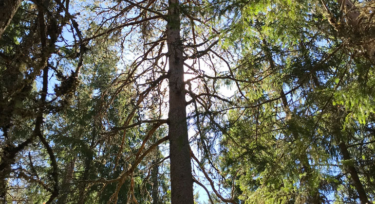 Ett dött gammalt träd i skogen i motljus
