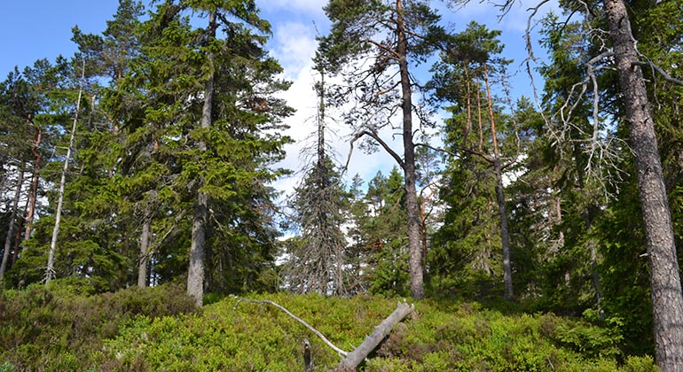 Gammal, gles skog med levande och döda träd