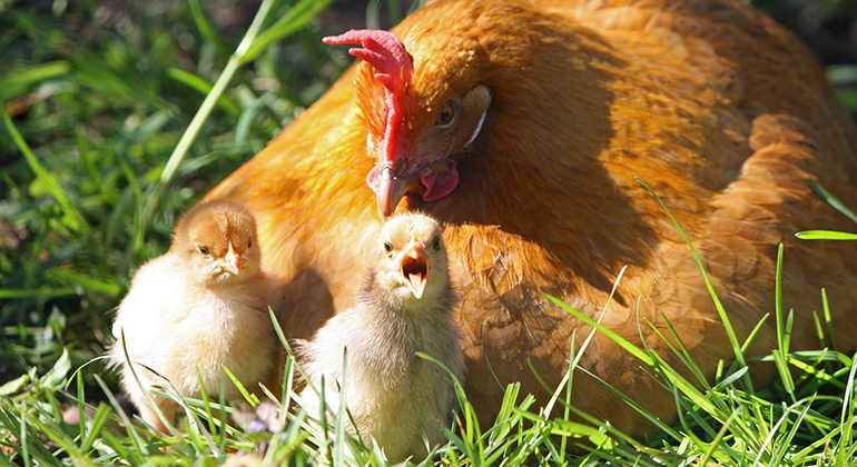 Brun höna med två kycklingar framför sig.