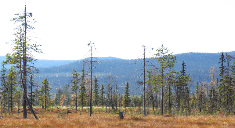 Bilden visar en mosaik av myrar och holmar med urskogsartad granskog. Utsikt över myren ner mot Laisdalen i den östra delen av Granselet. Myr med gräs i höstfärger i förgrunden. Knotiga gamla granar och tallar i mitten. Blånande barrskogskullar och ljus himmel i bakgrunden.