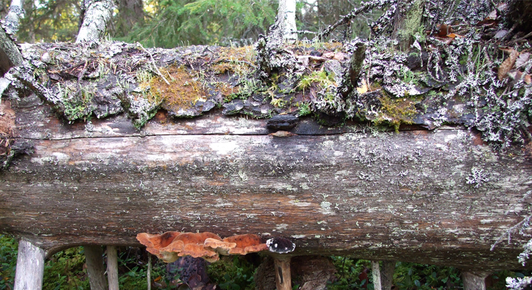  Bilden visar en del av en omkullfallen död trädstam. Ovanpå stammen växer mossa och på undersidan en svamp. I bakgrunden barrskog.