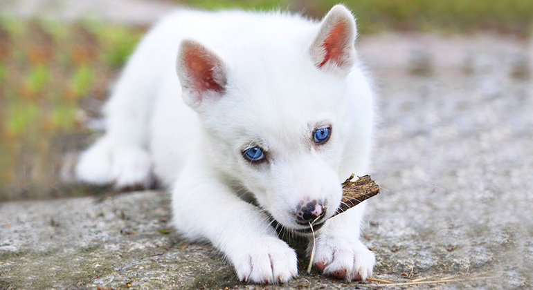 En vit hundvalp med blå ögon ligger ute på ett berg och gnager på en pinne. 