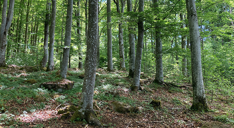 Skirt grön bokskog med relativt lite växtlighet på marken.