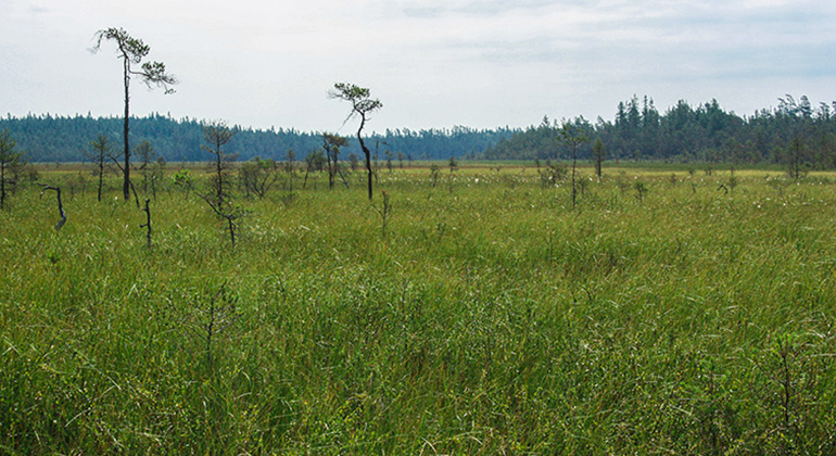 Grönt öppet myrområde med skog i horisonten. 