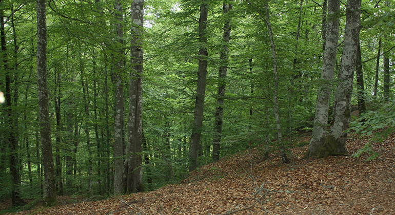 Boklöven stänger ute nästan allt ljus. Löven är gröna men marken är brun av gamla boklöv som inte brutits ner.