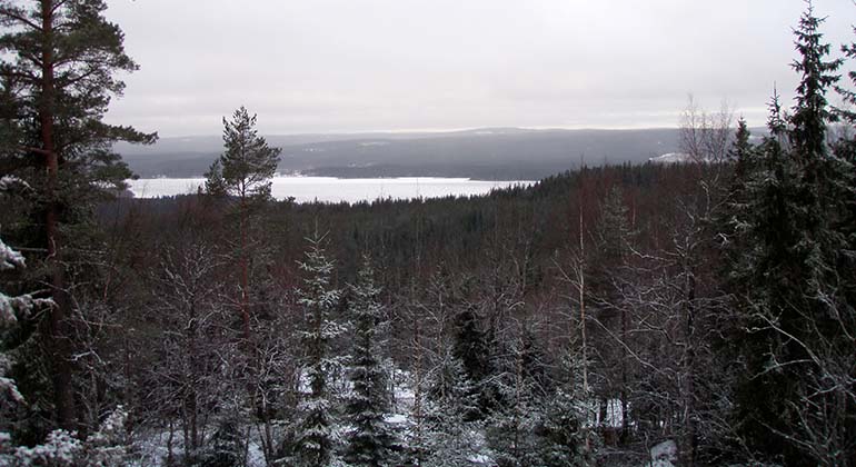 Utsikt över snöigt skogslandskap