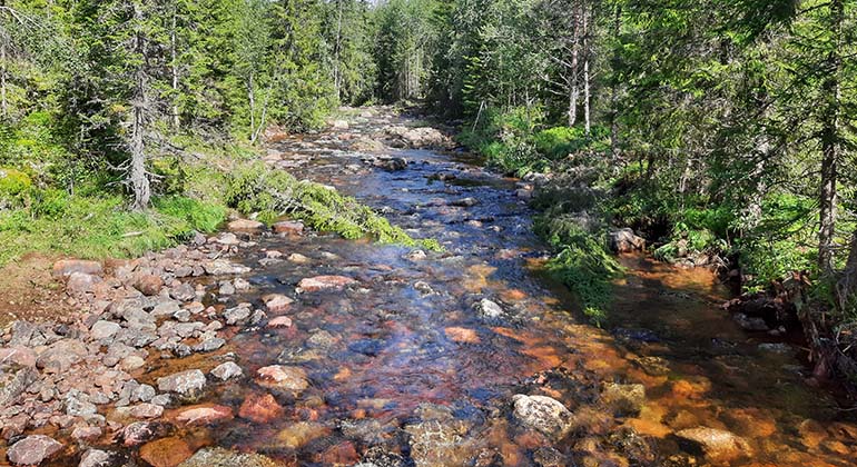 Bild på vattendrag efter restaurering