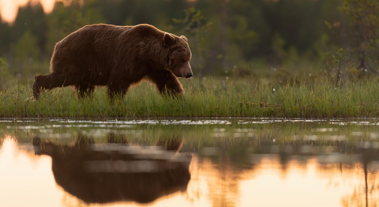 En brunbjörn går bredvid vatten