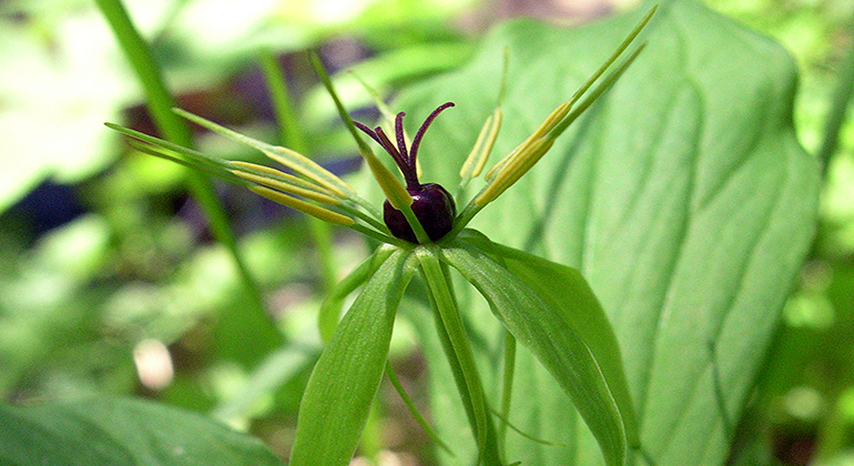 Grön växt med ett lila bär.