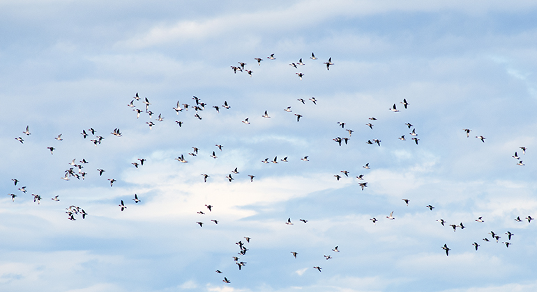 En flock fåglar uppe bland moln.