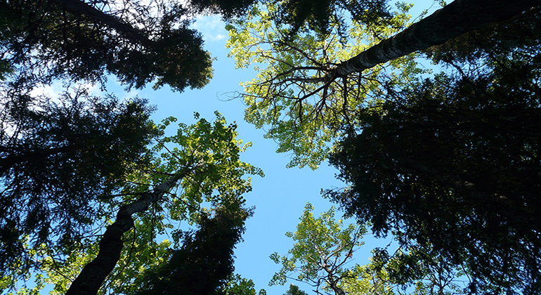 Höga träd underifrån och blå himmel.