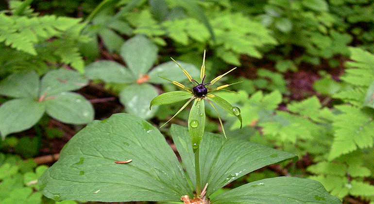 Närbild på grön växt med blått bär.
