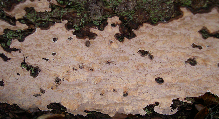 Närbild på en sorts svamp på trädstam.