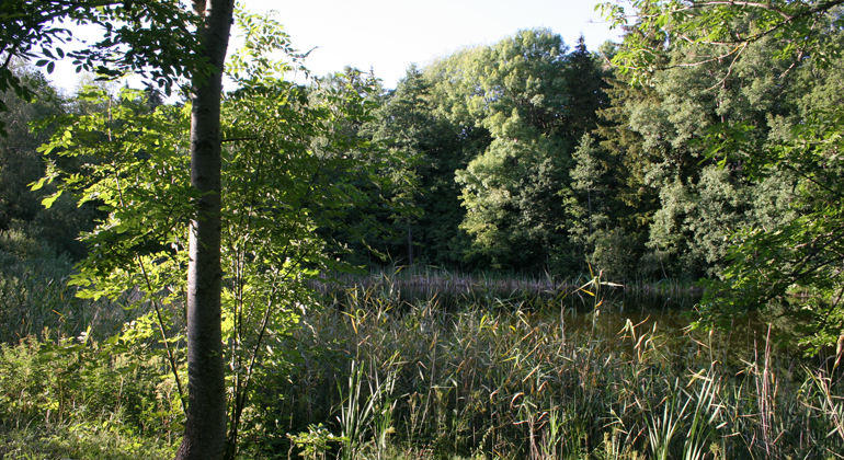 Foto från en av Staffanstorps små våtmarker