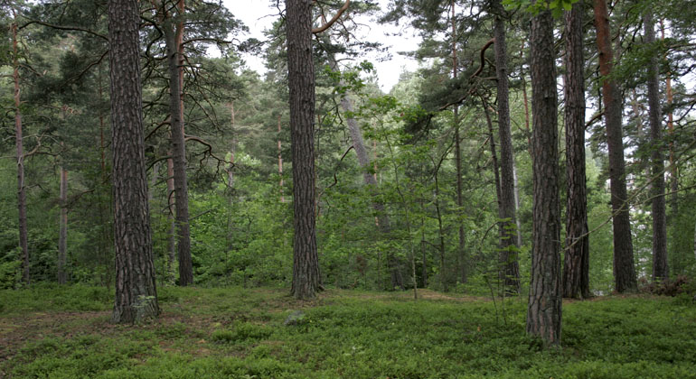Foto från Vrinneviskogens naturreservat