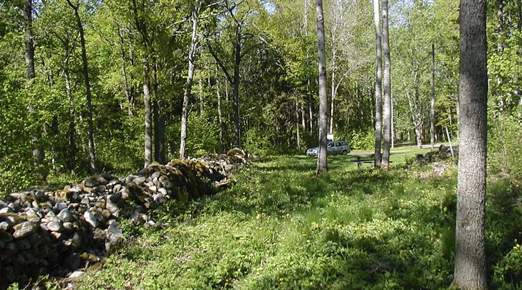 Stenmur mellan lövskog och öppen gräsmark