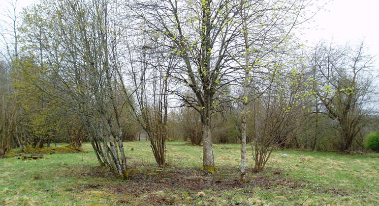 Gräsmark med hasselbuskar och några vitsippor på marken