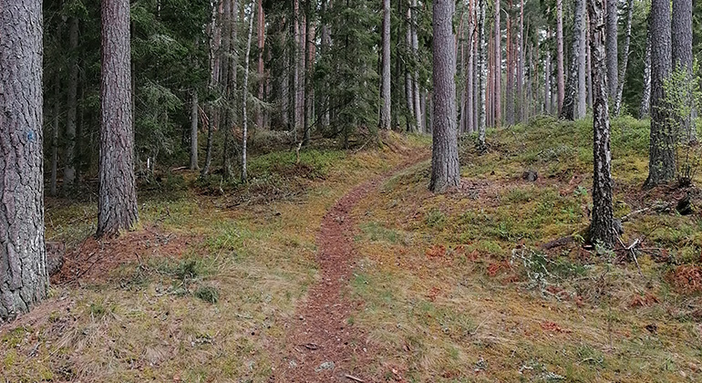 En stig går genom skogen.