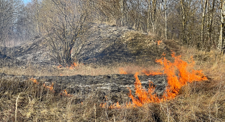 En gräsbrand i ett skogsbryn en bleksolig vårdag