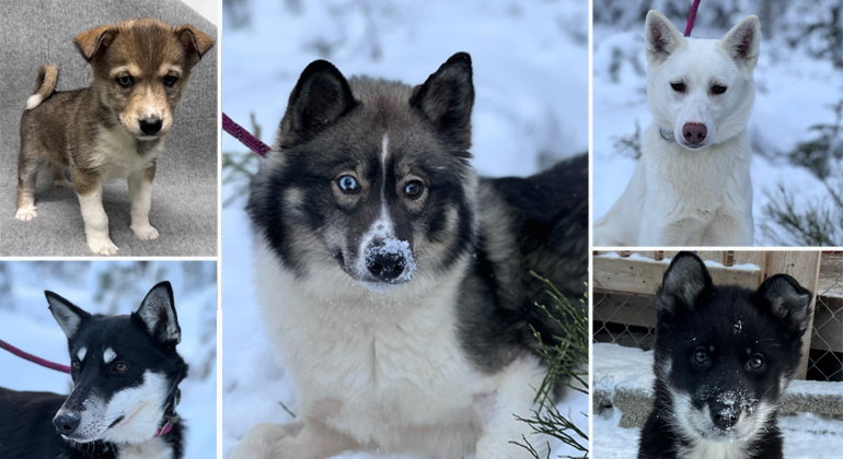 collage av olika hundar