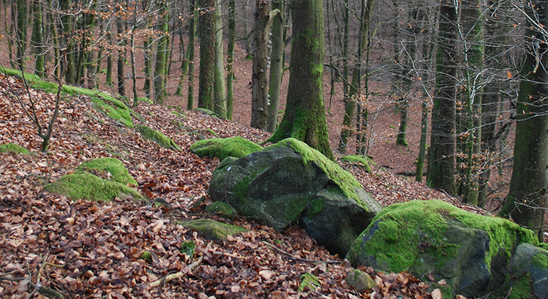 Stenblock i skogen. Foto: Jörgen Nilsson