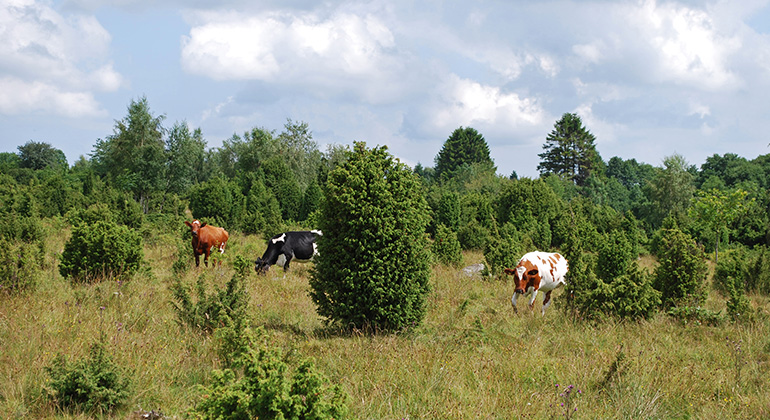 Kor på bete i reservatet. Foto: Jörgen Nilsson
