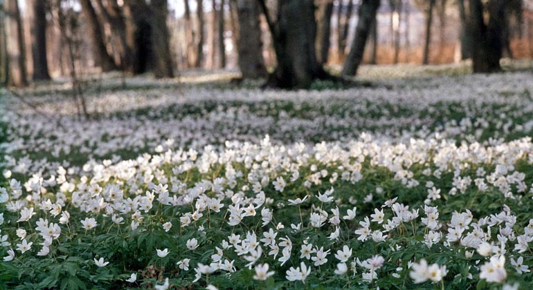 Om våren är Gysinge naturreservat fyllt av vitsippor. Foto: Länsstyrelsen Gävleborg