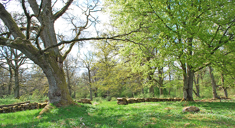 Betesmark med gamla träd. Foto: Mona Persson