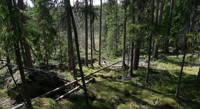 Altan ute i skogen med möblering och ett träd som växer upp ur trallen