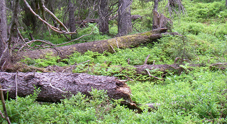 Bild på fjällnära skog