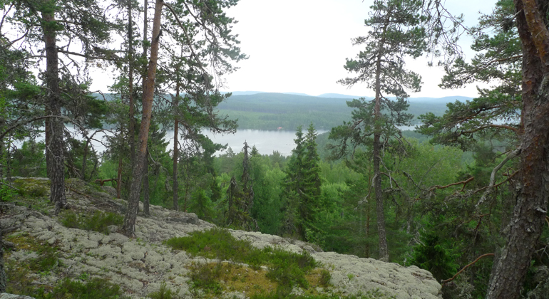 Fin utsikt mellan tallarna på Tjuvbergets topp. Foto: Länsstyrelsen Gävleborg