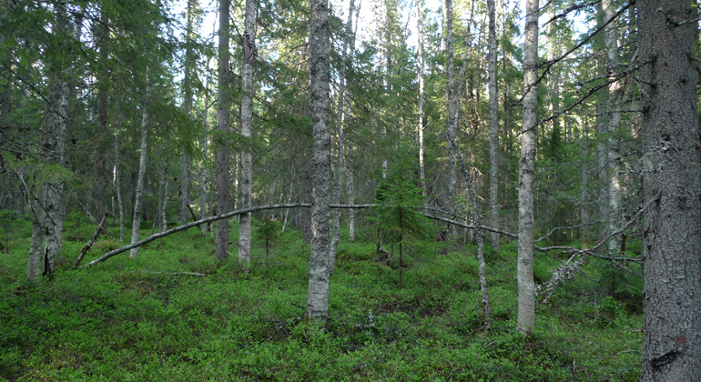 Blåbärsris täcker marken bland Tiadalens björkar. Foto: Länsstyrelsen Gävleborg 