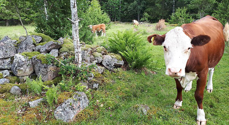 Ko och kalv som betar i en naturbetesmark