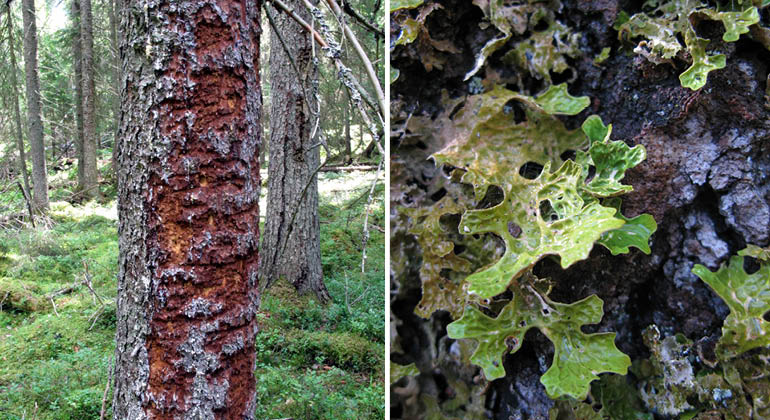 Lunglav och trädstam med spår av tretåig hackspett i naturreservatet Sätra