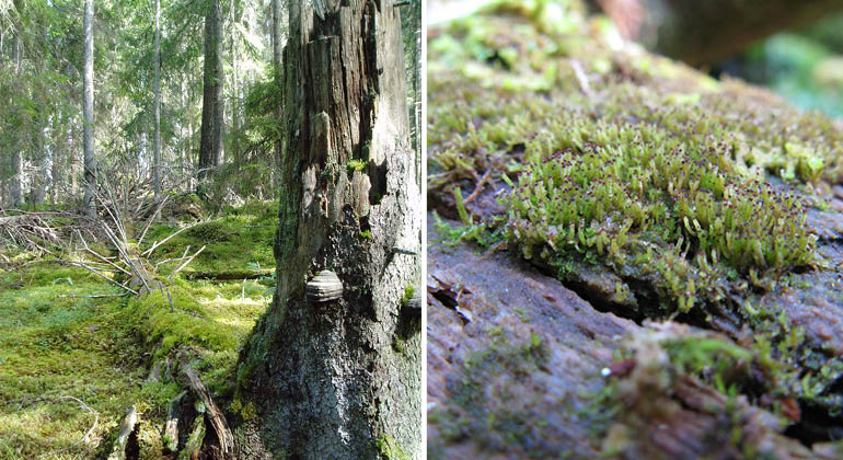 Vedtrappmossa och mossbevuxen låga  i naturreservatet Sörbo södra
