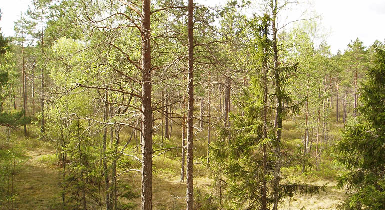 Tallmosse  i naturreservatet Tränviksmossen