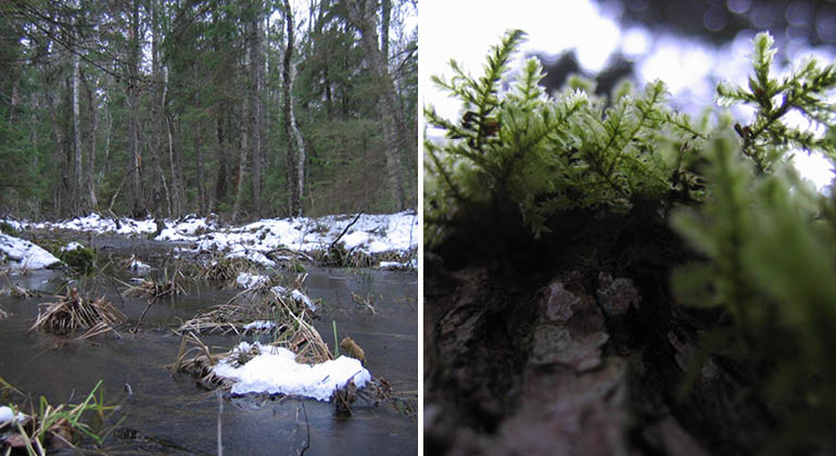 Sumpskog och aspfjädermossa  i naturreservatet Valkrör