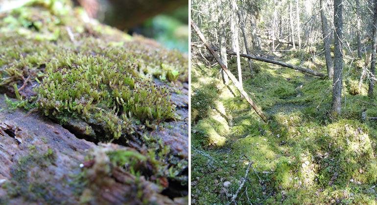 Gransumpskog och vedtrappmossa i naturreservatet Vida