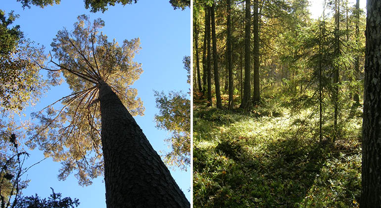 Tall fotograferad underifrån och flerskiktad skog med lövinslag i naturreservatet Vamsta