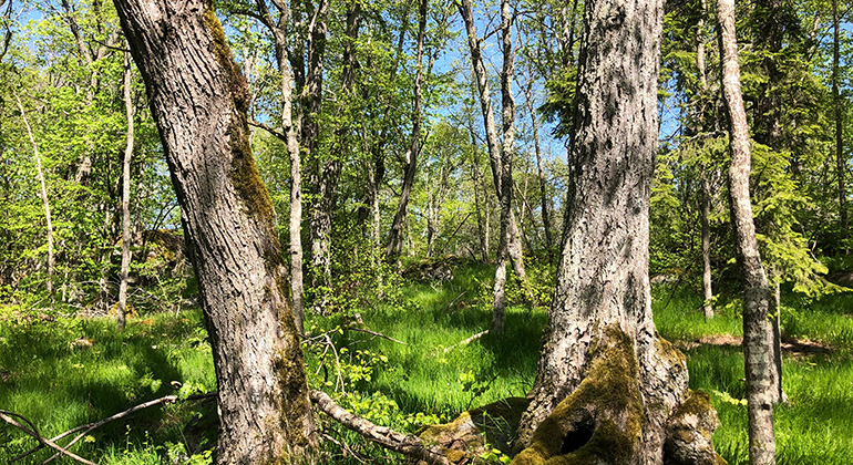 Träd i Tjustgöl naturreservat