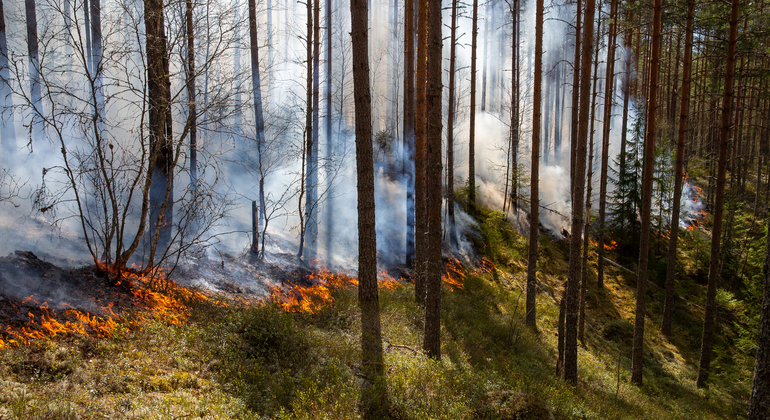 En kontrollerad skogsbrand pågår i en skog. 