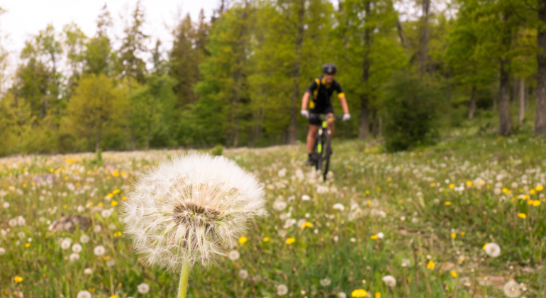 Person cyklar mountainbike över en gräsmatta i naturen. I förgrunden syns en maskros med frökapslar. 
