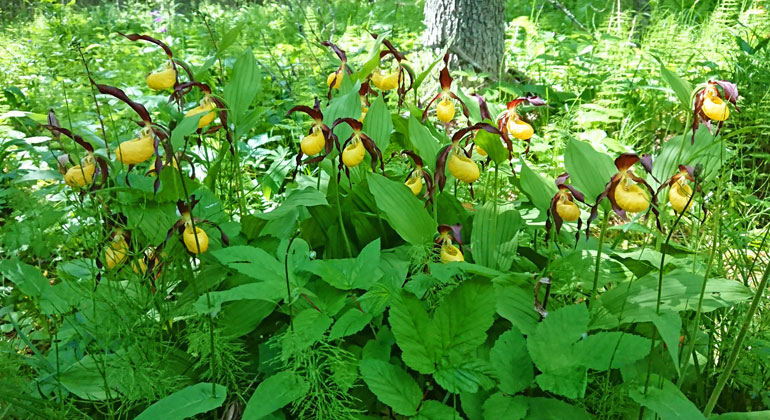 Ett gäng ståtliga orkidéer i gult och lila växer i skogen