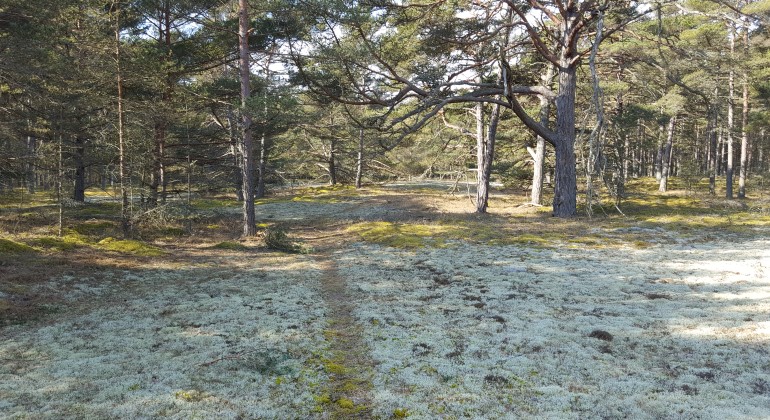 I Lundar finns gammal tallskog och mossbeklädd sandig mark. Foto: Malin Wred