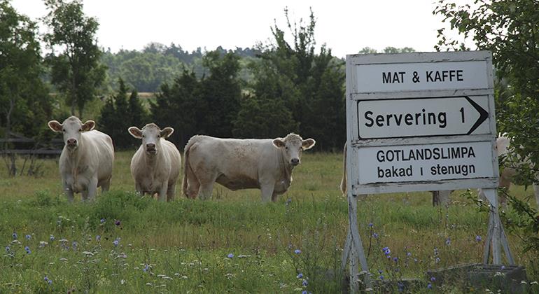 Kor och skyltar
